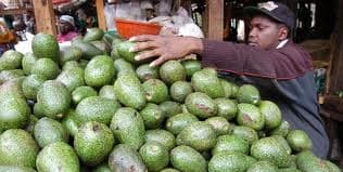 Government lifts ban on avocado exports