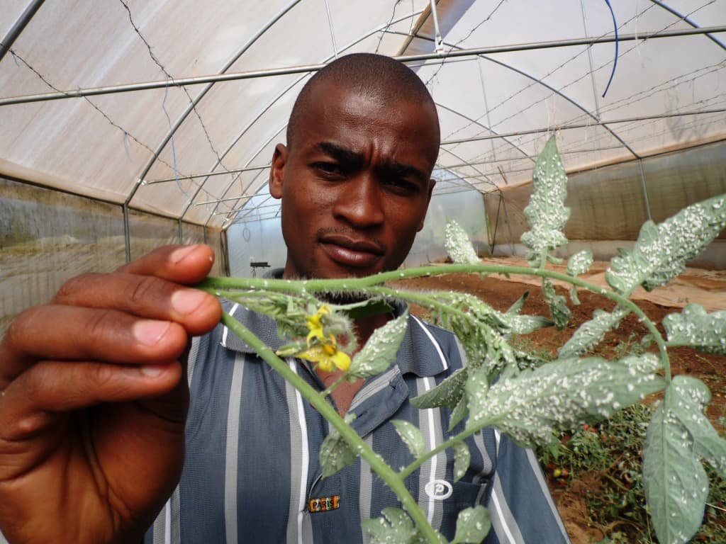 Lari farmer uses onions as biopesticide to control aphids