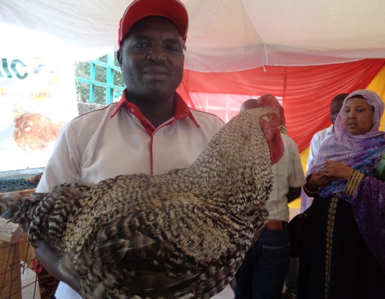 Farmers earn Sh1000 more a year from rainbow rooster eggs