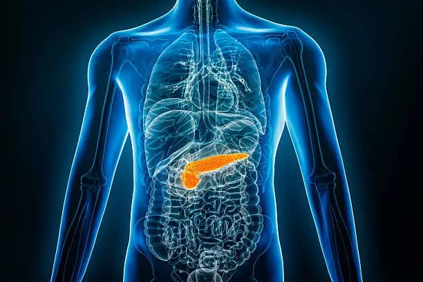 How to Improve Pancreas Function Naturally