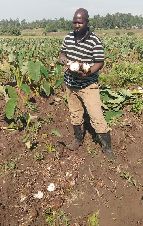 Rising wheat prices provides market opportunities for tuber farmers