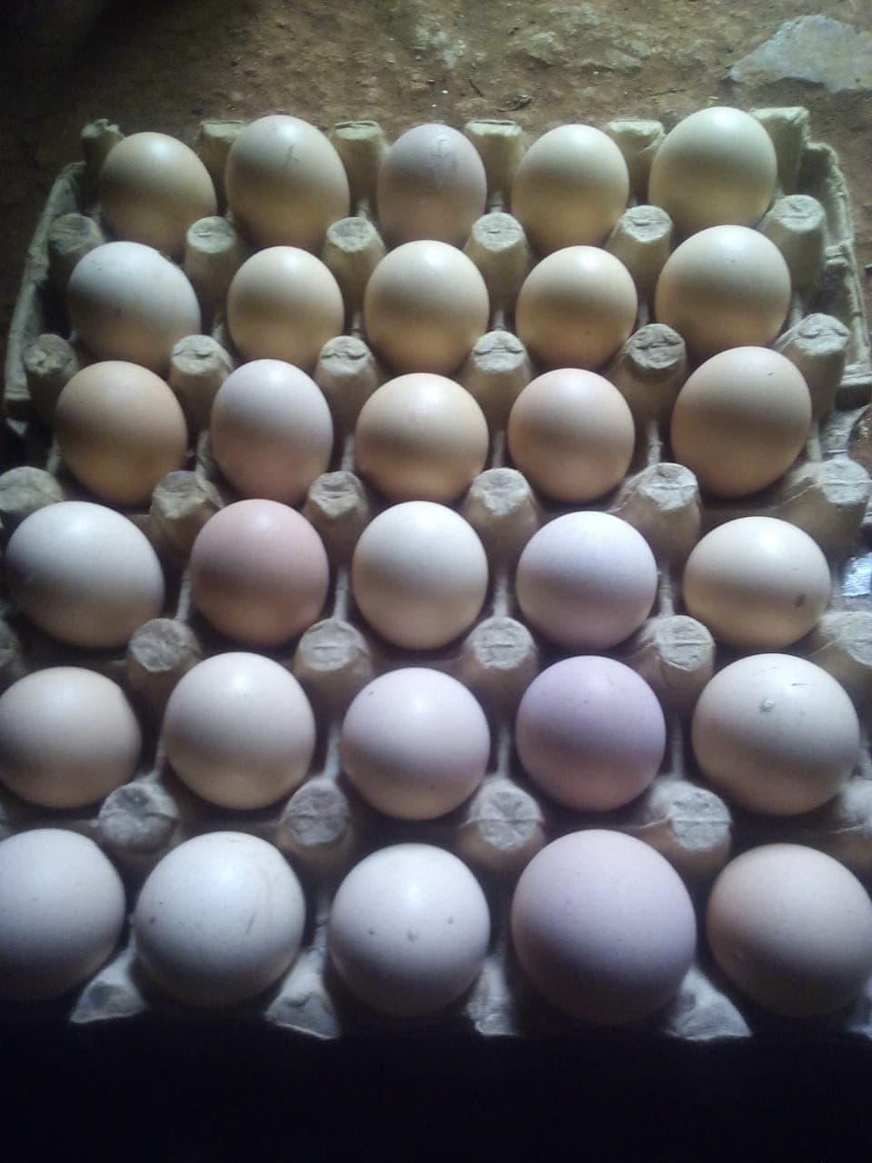 Good news to Kenyan consumers as egg prices remain low due to glut in local markets
