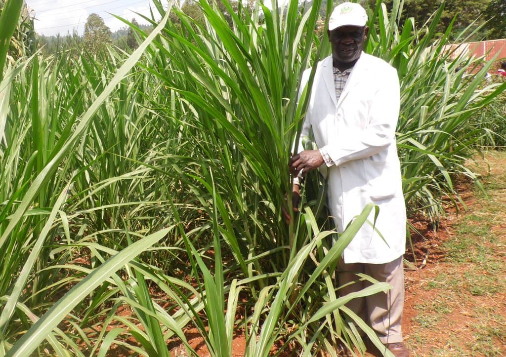 New planting method increases Napier grass yields by 20 per cent and milk yields by 50 per cent