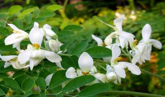 Farmers replenish soils, produce own oils with Moringa project
