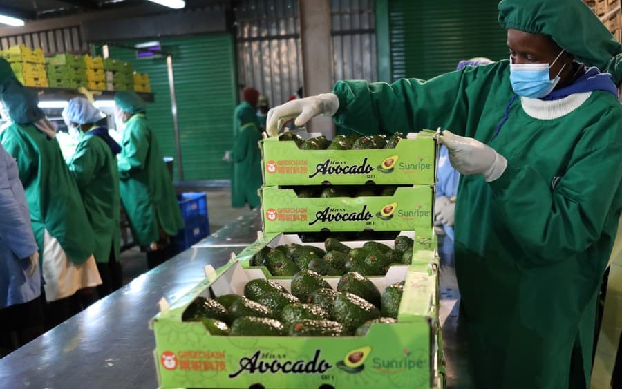 Kenya urged to capitalize on China’s zero-tariff deal to enhance agricultural exports
