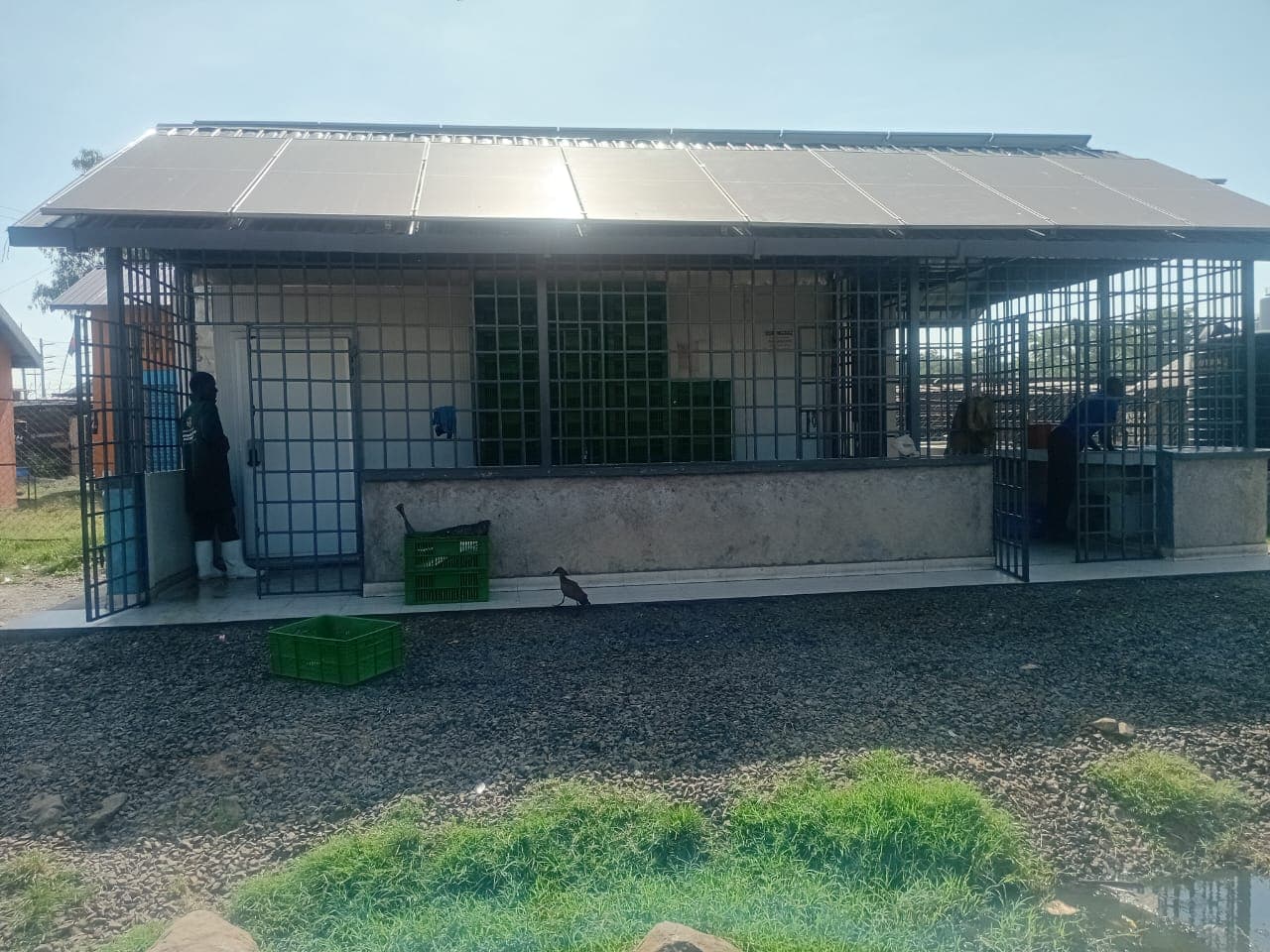 Kisumu turnaround as solar energy impacts agriculture value chain