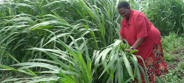 Scientists unveil disease resistant napier to fight smut disease