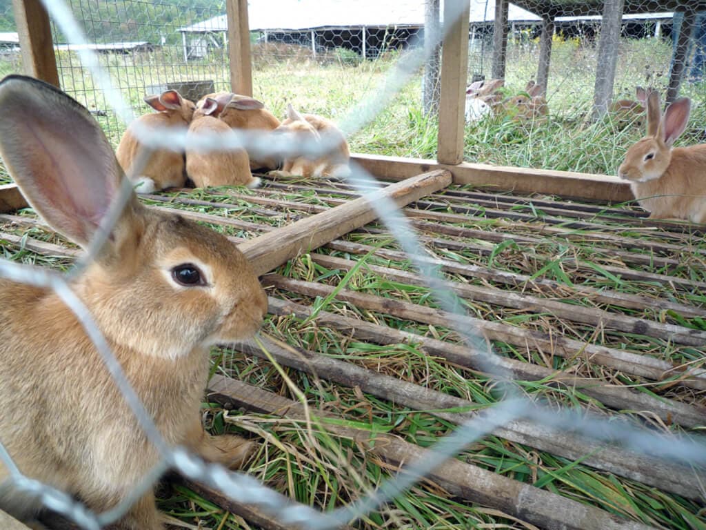 Factsheet: Combating Kenya’s top rabbit killer disease, Coccidiosis