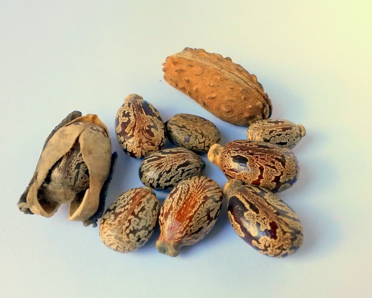 Tackling poisoning from castor beans– Kenya’s fast-growing cash crop