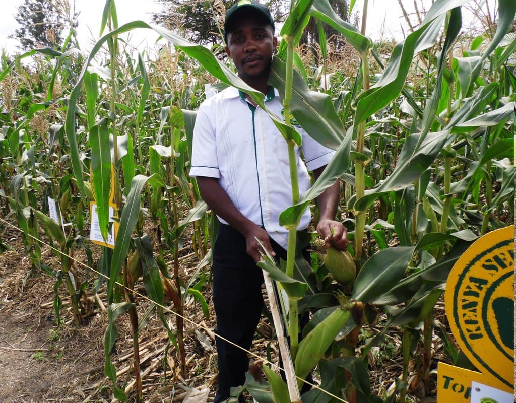 Simple, cheap aflatoxin testing kit launched for farmers