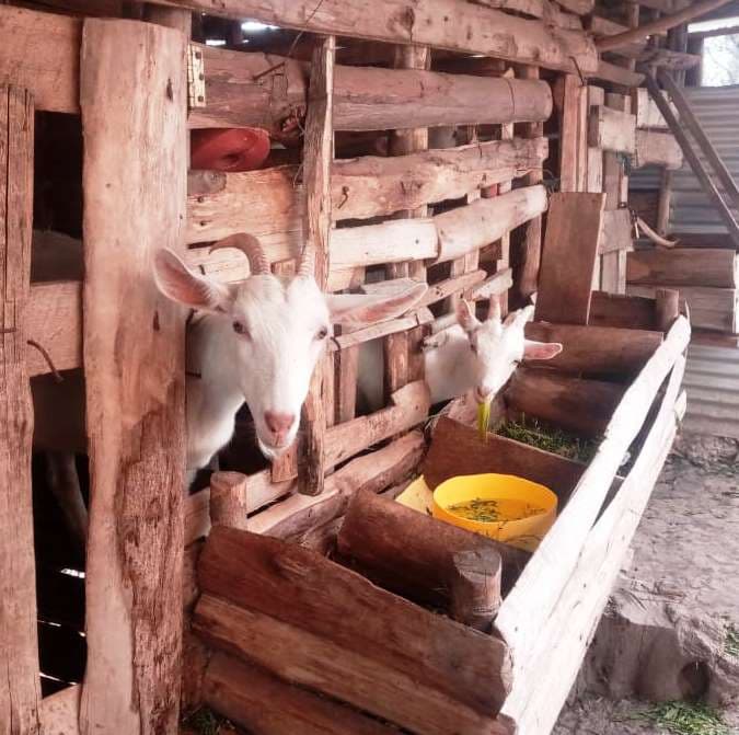 An Engineer who embraced goat farming