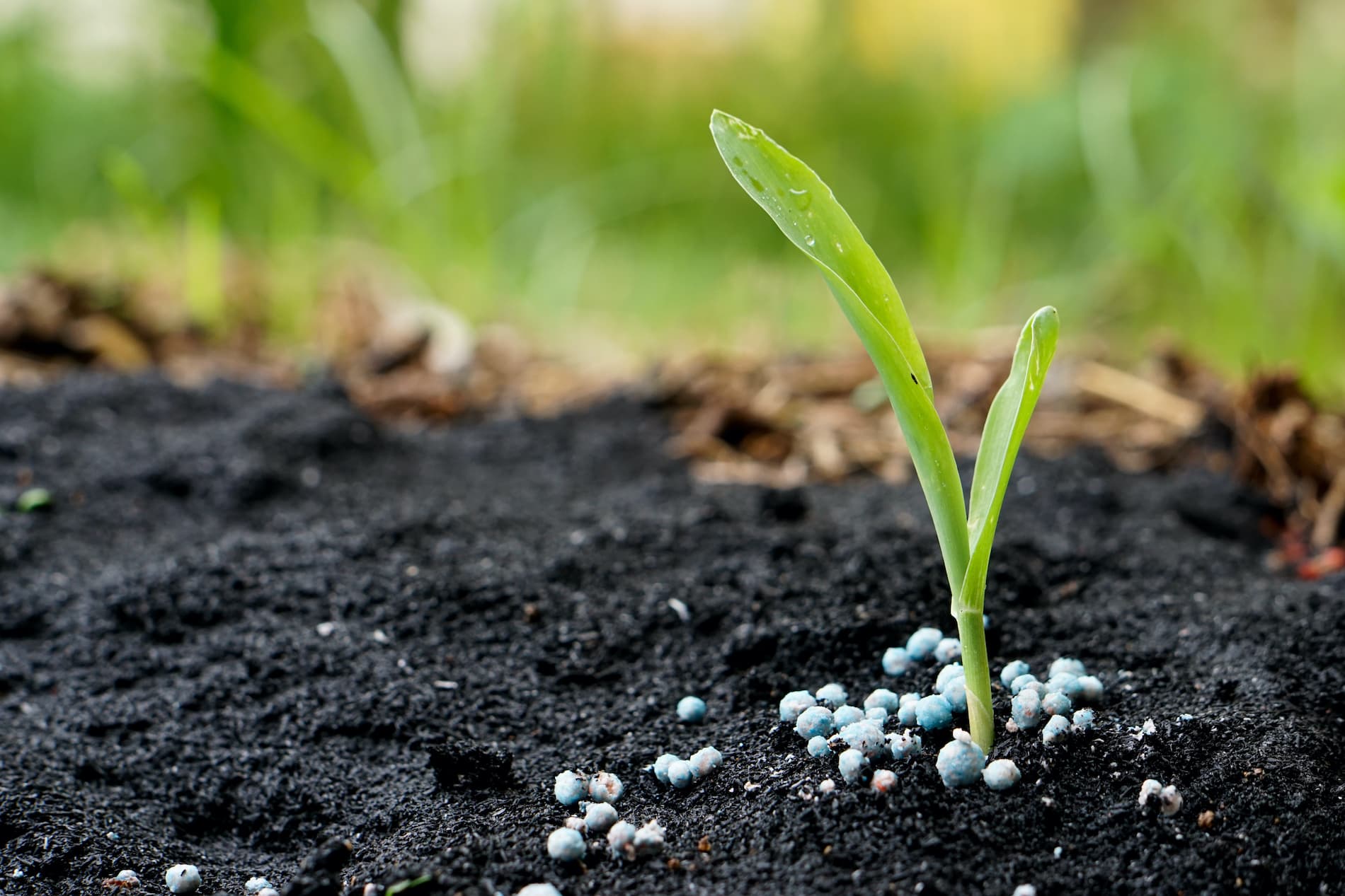 69% of farmers access subsidized fertilizer, disparities remain