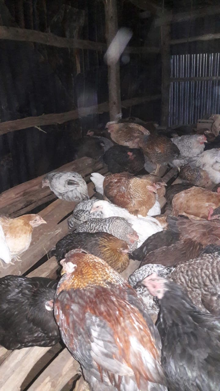 Christmas melon extract cures deadly poultry Newcastle disease, cut farmers’ production costs