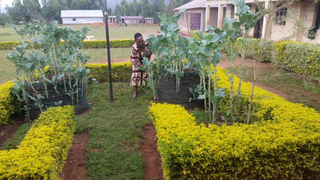 School uses sacks to grow vegetables instead of buying