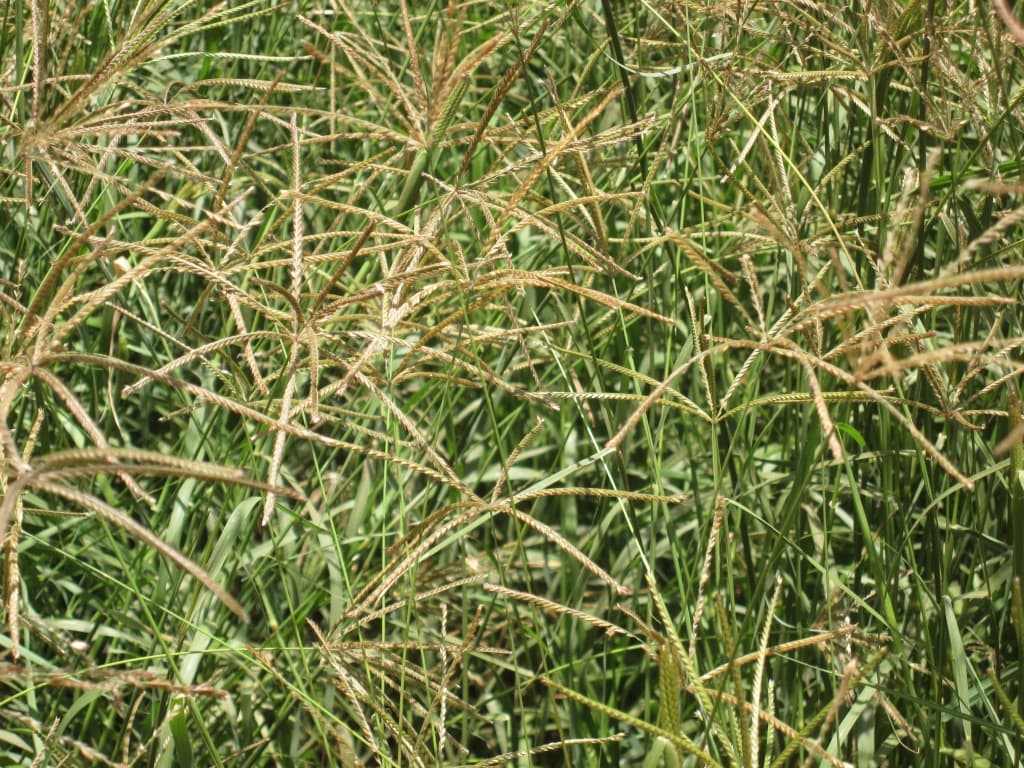 Why he abandoned maize and wheat for hay production