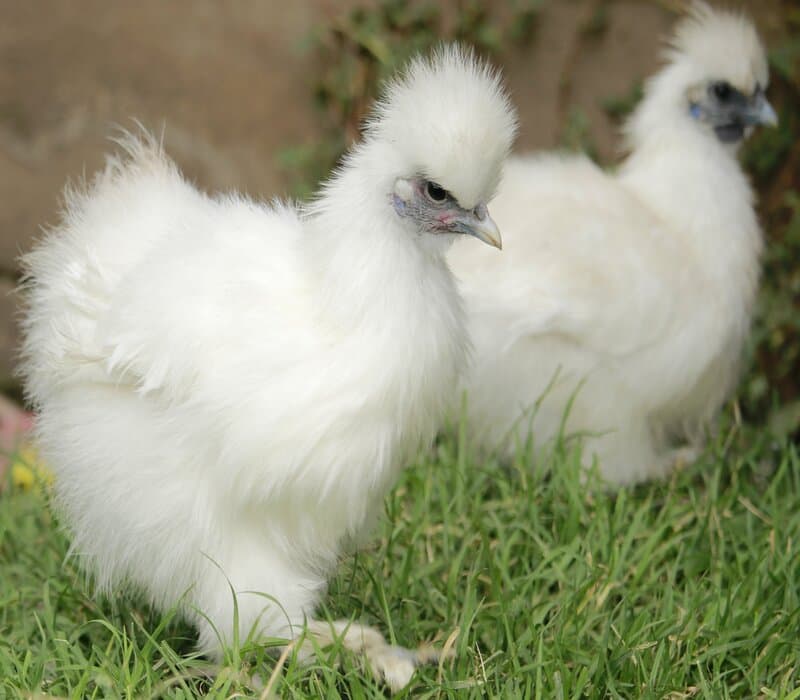 FarmBiz TV:Nanyuki farmer increases income tenfold from a rare bird