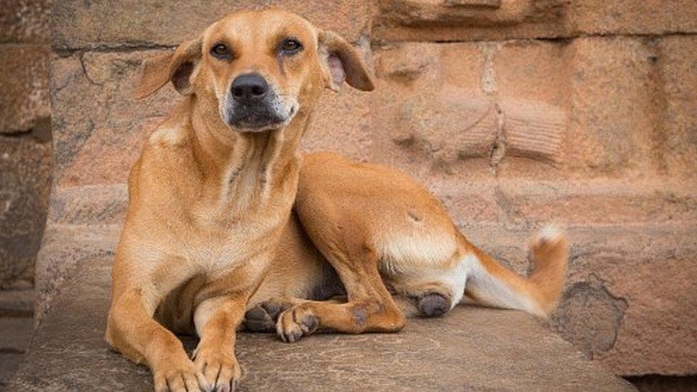 Man dies after being mauled by stray dogs in Kiambu