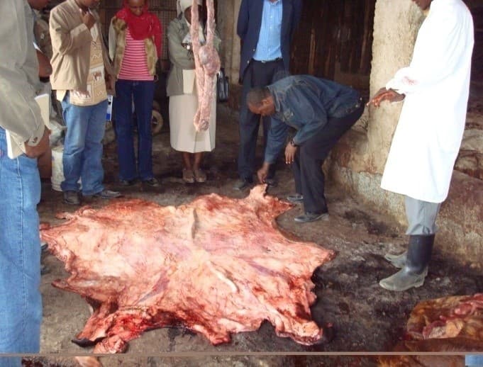 Wet Salting Technology improves quality of hides and skins