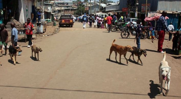 How Nairobi is Tackling the Growing Stray Dog Problem