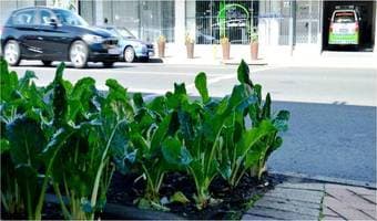 Father of roadside farming earns Sh30,000 monthly supplying veggies