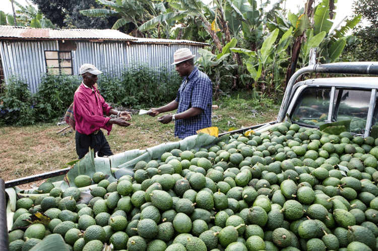 Avocado Millionaires: New generation of smallholder farmers reaping big from exports