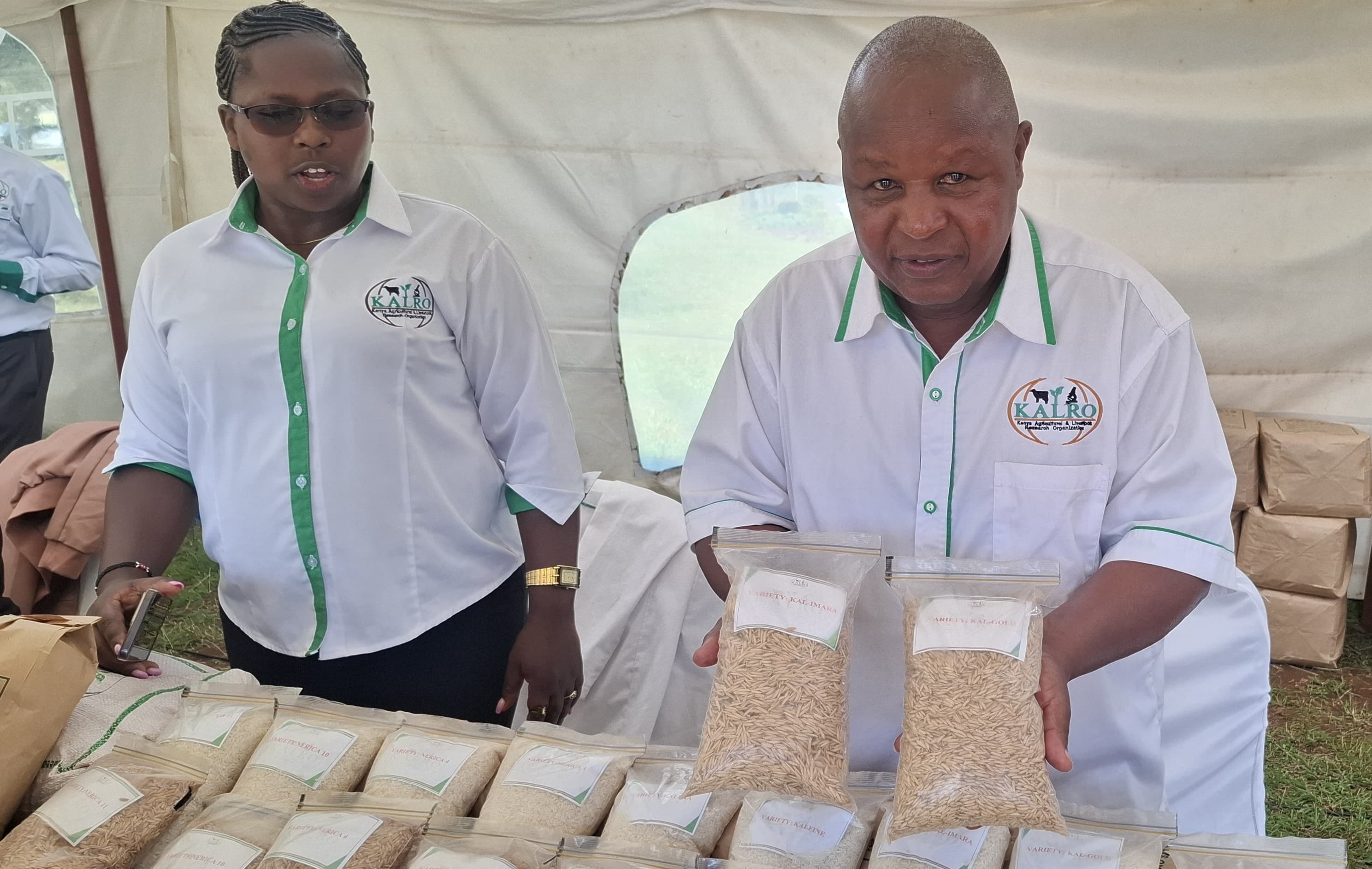 Farmers urged to embrace new rice varieties to boost yields