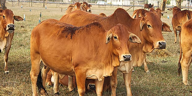 New board to enable Kenyan farmers market their livestock products globally