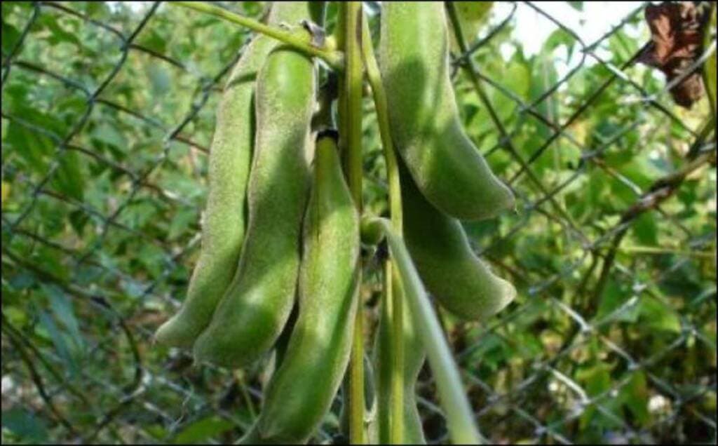 Velvet bean delivers maize magic, increasing yields 100 to 1000 per cent