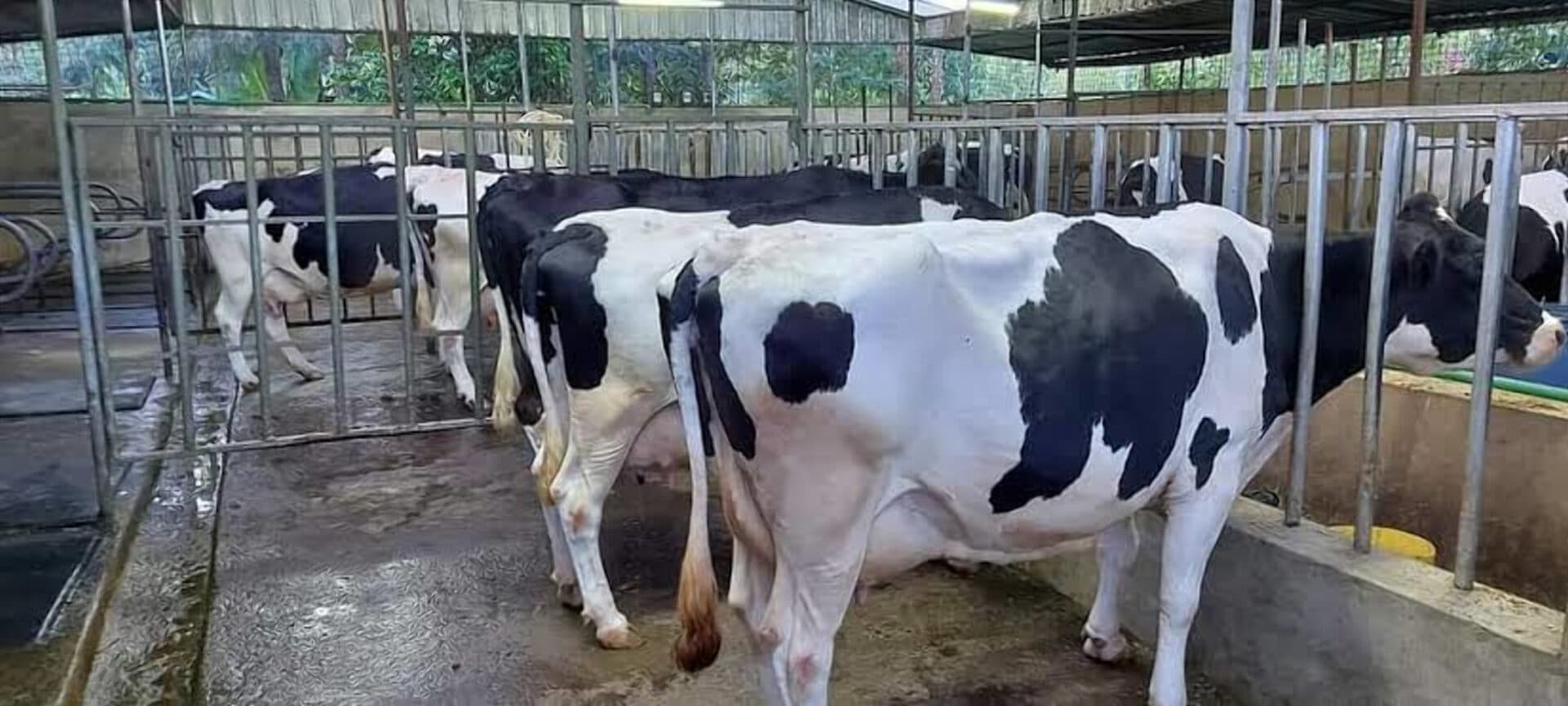 I earn Sh13,000; how do I raise Sh250,000 for poultry, dairy farming business?