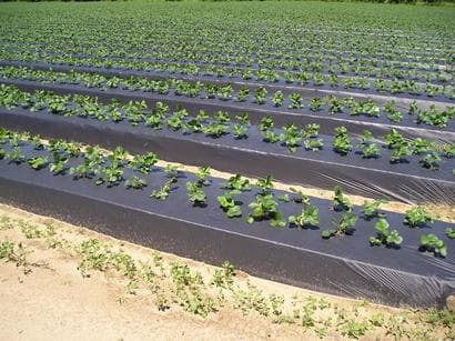 Black plastic film tames water evaporation in arid farms