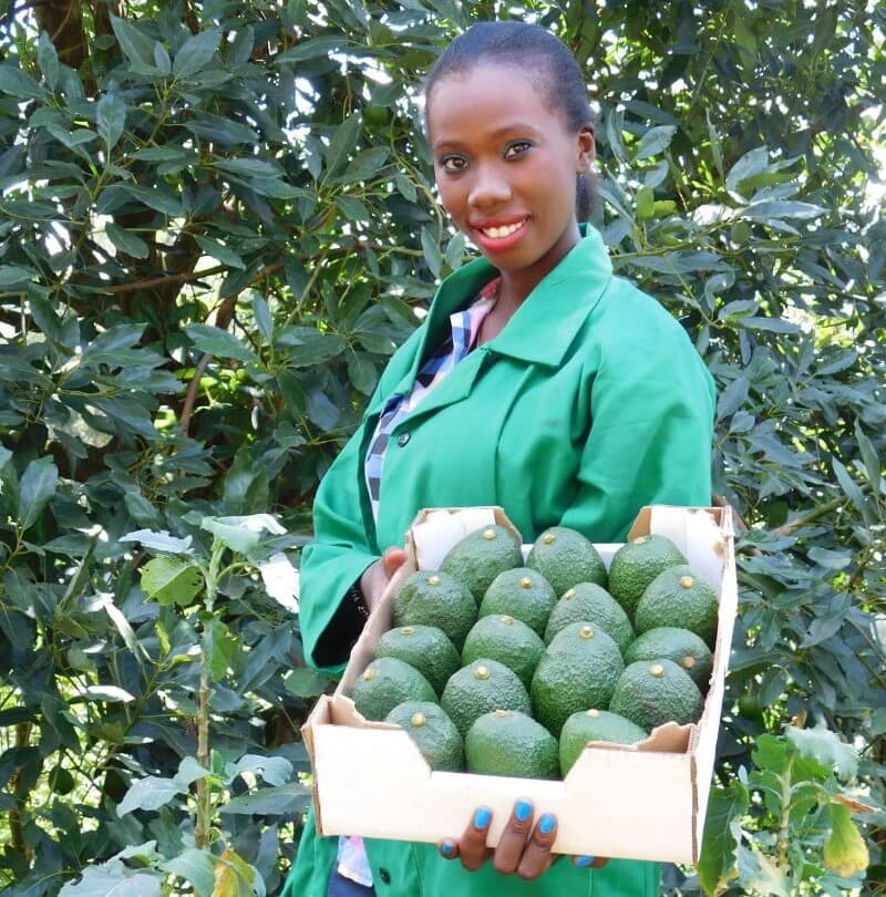 How to grow avocados for export