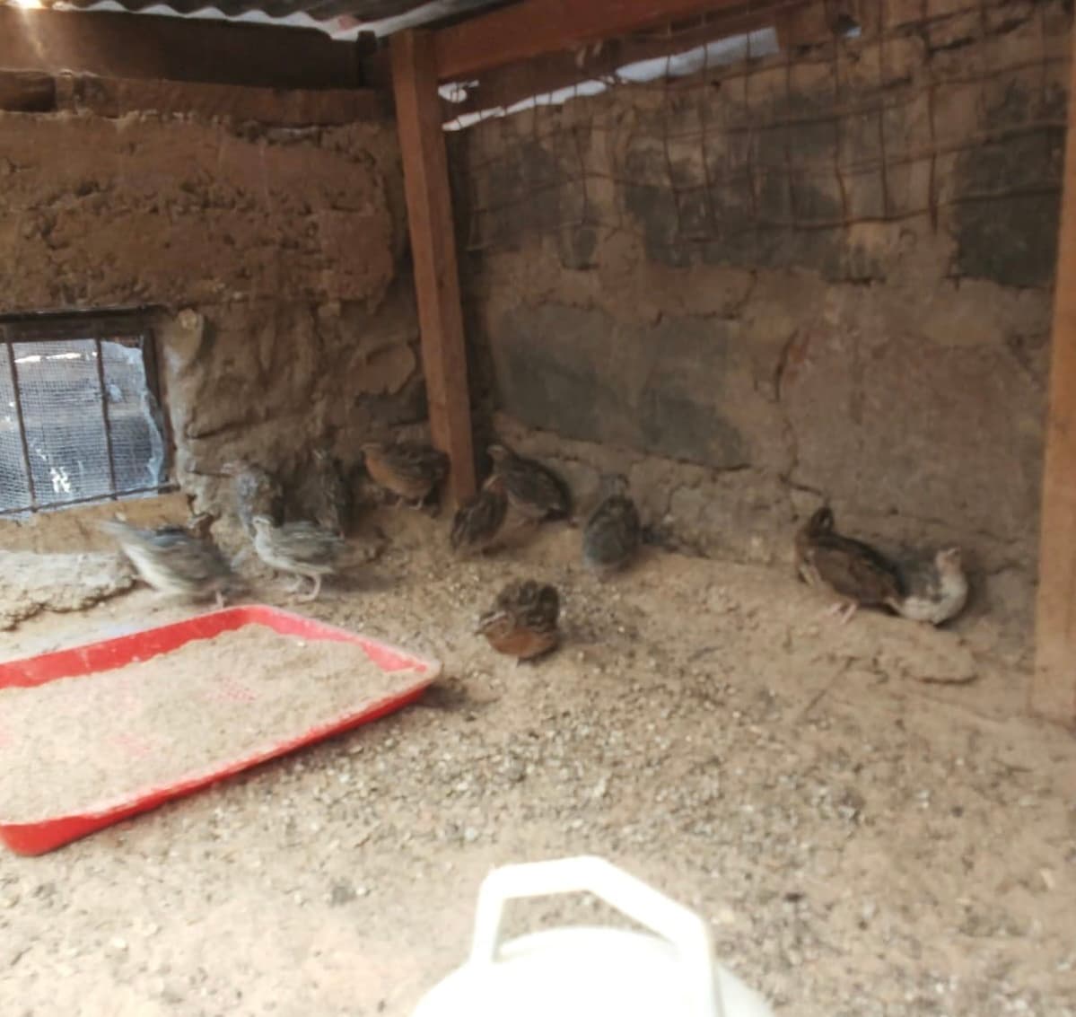 Quail crash survivor still selling eggs, at 1/10th of previous price