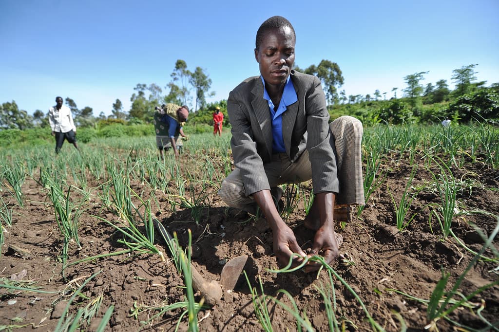 UK charity project to benefit 100,000 Western Kenya youth in agribusiness