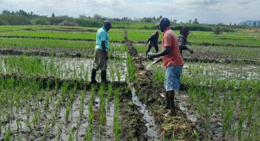 Taita Taveta steps up rice production to cut import dependence