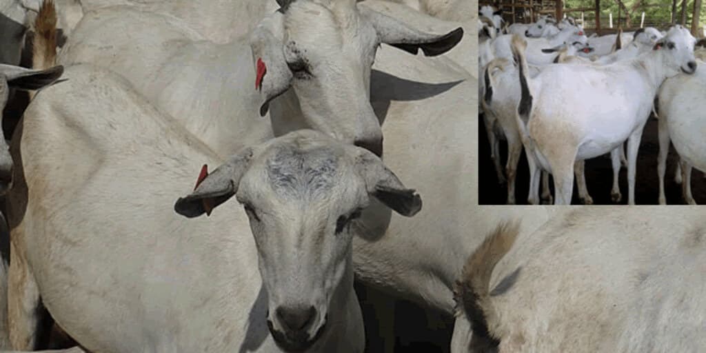 KALRO embarks on program to deliver superior dairy goat breeds to farmers