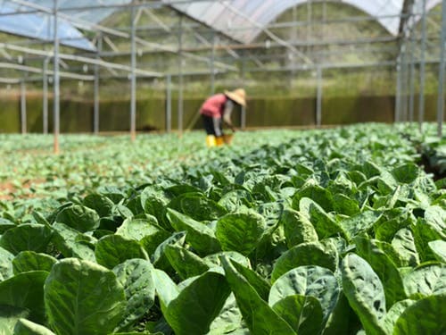 UNIDO launches workshops to position more smallholders as horticultural exporters
