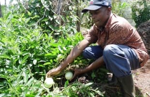 Less than half acre ‘wonder’ fruit earns farmer over Sh60,000 monthly