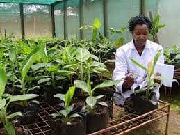 Seed Review: accessing tissue culture banana seedlings in western Kenya