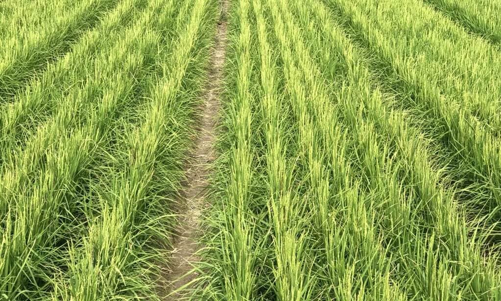 Could Western Kenya become country’s new rice bowl?