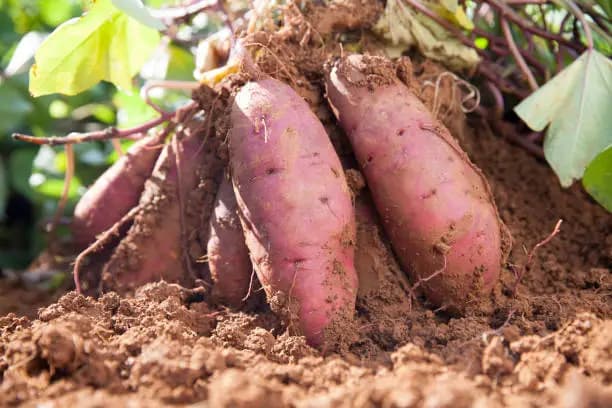 How Long Do Sweet Potatoes Take to Grow