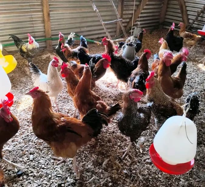 Manyatta farmer turning small spaces into big opportunities