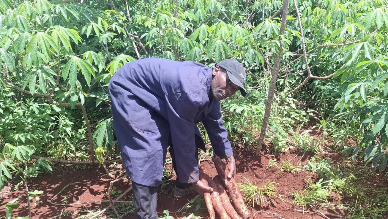 Court cases hinder commercialisation of GM cassava
