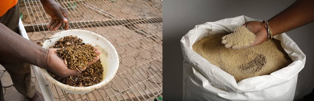 Competition Authority reports 37% rise in chicken feed prices