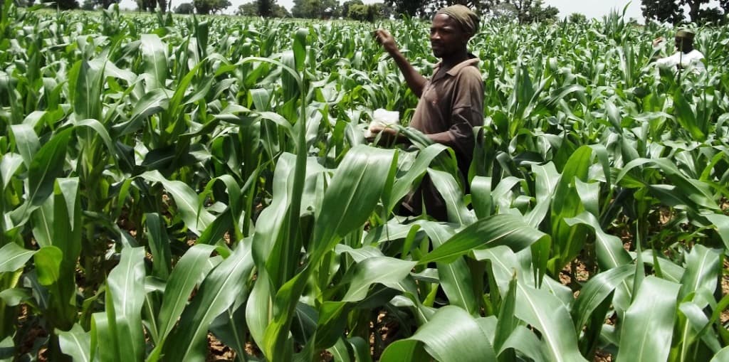 Alfasafe protects your maize from deadly aflatoxin