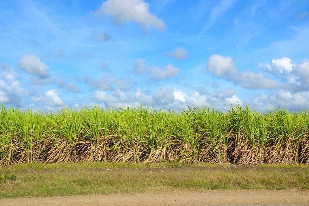 Busia farmers retreat to sugarcane, slashing income for payment certainty