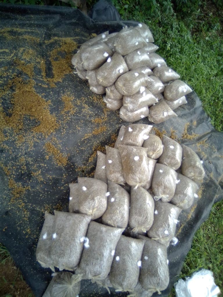 Graduate ventures into mushroom farming after failing to get a job