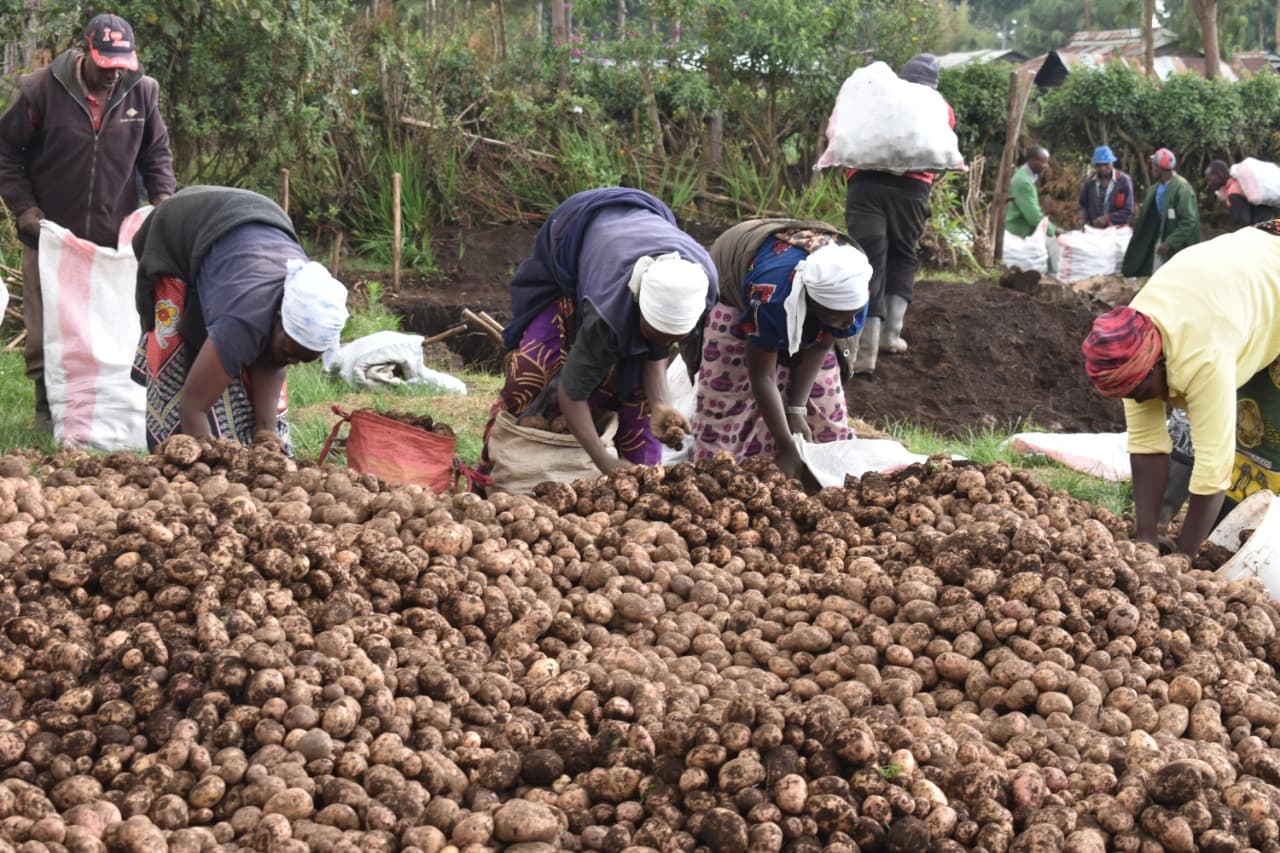 Village-based farmers’ coop trains and provides farm inputs and ready market for smallholders