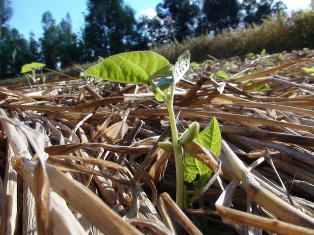 Conservation agriculture, intercropping breathes new life to Western soils