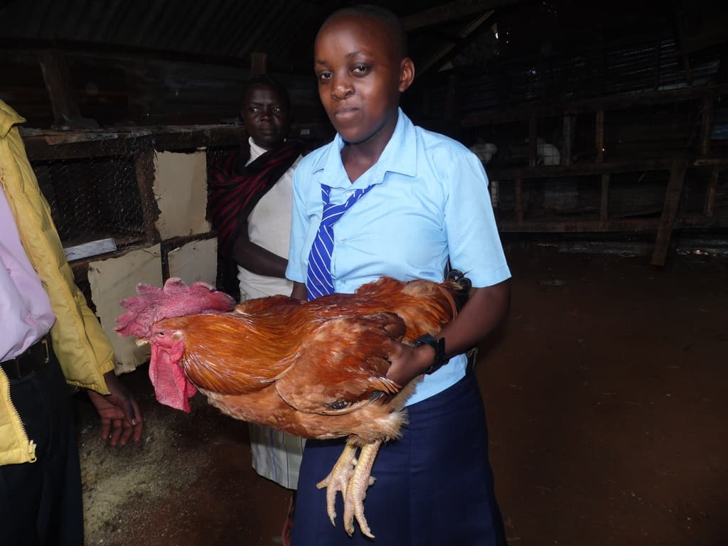 Whatsapp helps poultry farmer make more sales on festive season