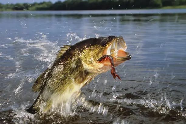 How to Catch a Bass Fish
